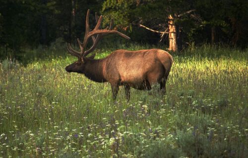 elk wildlife animal