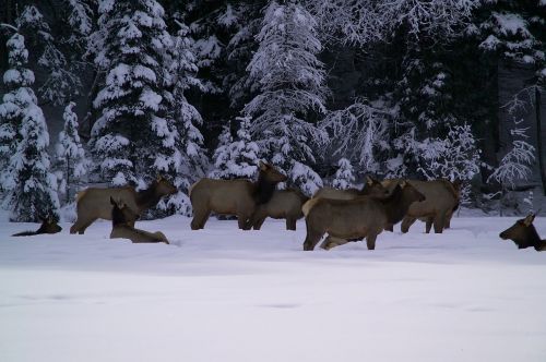 elk herd snow forest