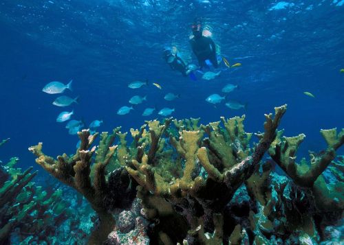 elkhorn coral reef ocean