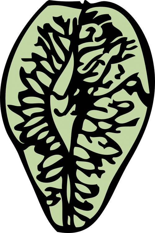 elm seed tree