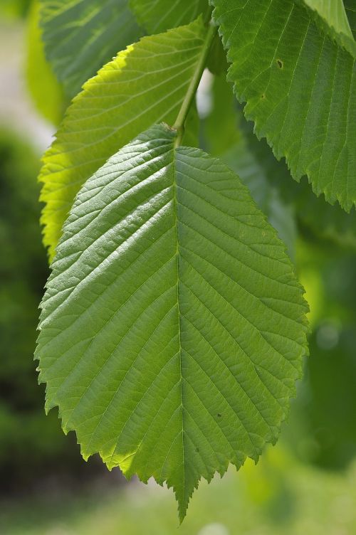 elm leaf green