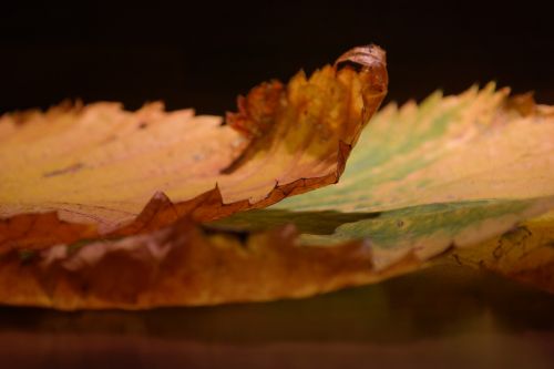 elm leaves edge perforation
