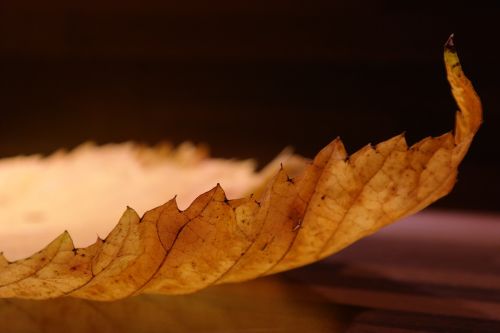 elm leaves mountain elm edge