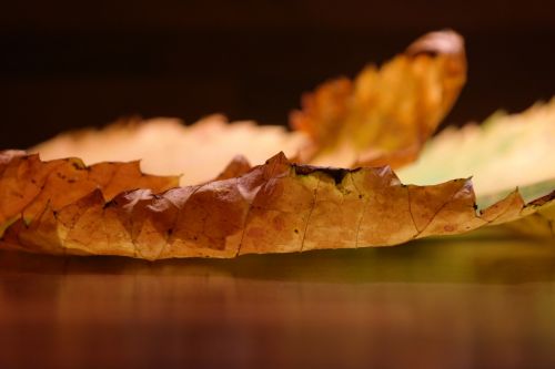 elm leaves mountain elm edge