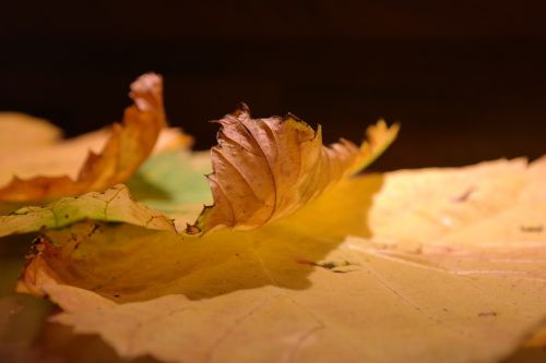 elm leaves mountain elm edge