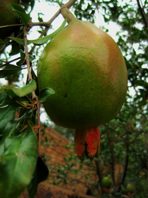 Elongated Pomegranate