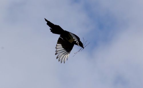 elster flight feather