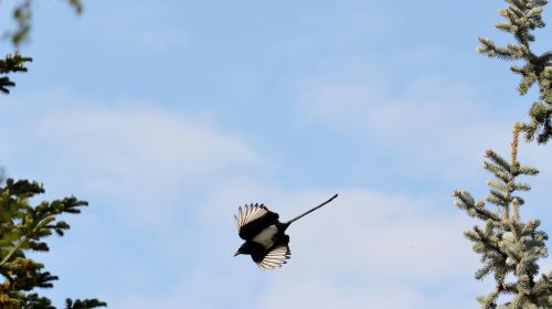 elster flight feather