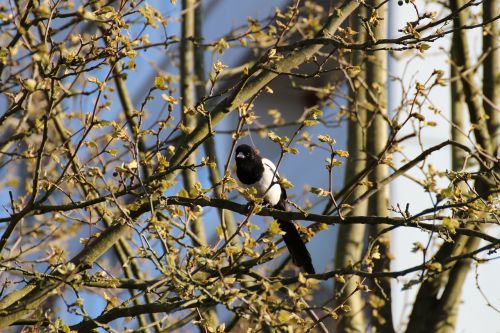 elster bird tree