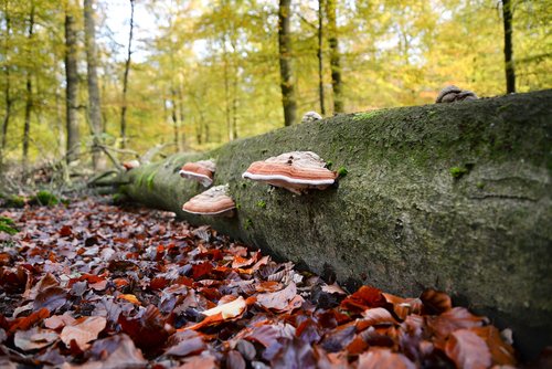 elves bench  mushroom  dead tree