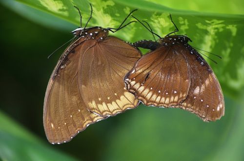 elymnias hypermnestra butterfly