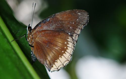 elymnias hypermnestra butterfly butterflies