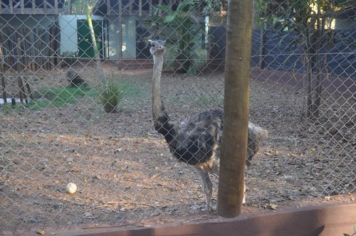 ema ave  the bird behind bars  ema in the park