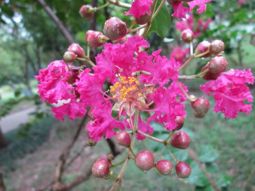 embankment angle park flower