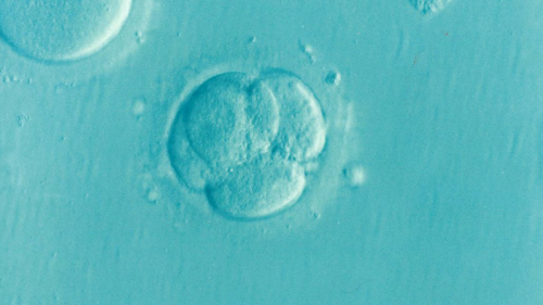 embryo ivf icsi