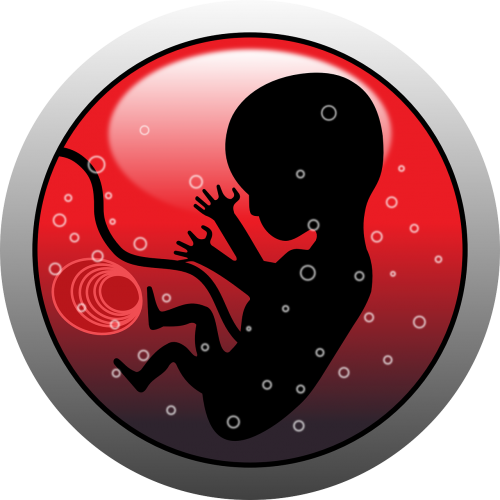 embryo human infant