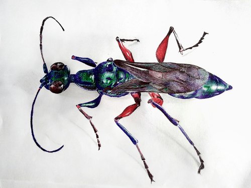emerald cockroach wasp  ballpoint  ballpoint art