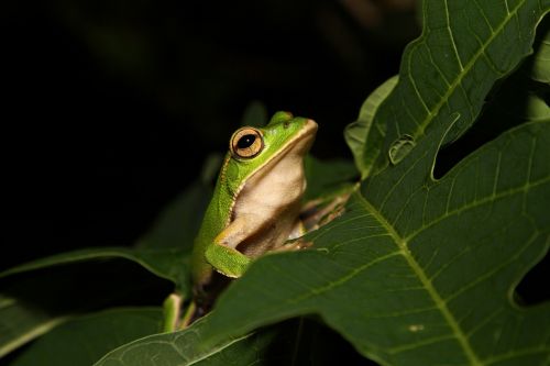 emerald-eyed tree frog reptile portrait