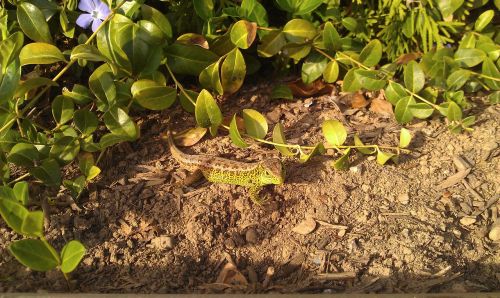 emerald lizard reptile animals