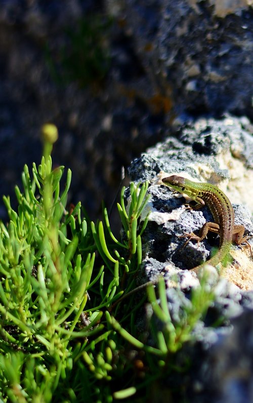 emerald lizard  nature  fauna