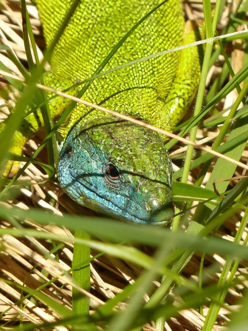 emerald lizard european green lizard lacerta viridis