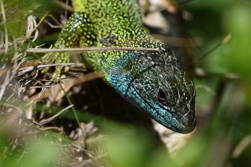 emerald lizard  lacerta bilineata  lizard