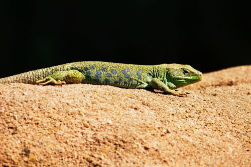 emerald lizard lizard animals