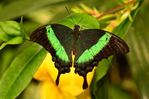 emerald swallowtail butterfly insect