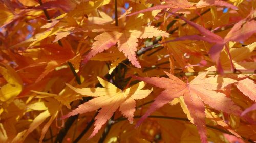 emerge autumn colorful leaves