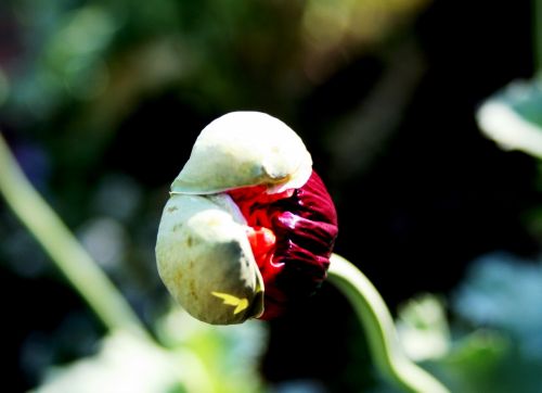 Emerging Poppy Flower