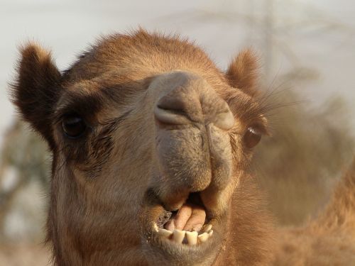 emirates camel desert