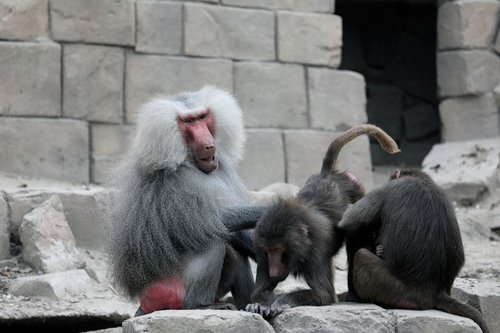 emmen  zoo  monkey