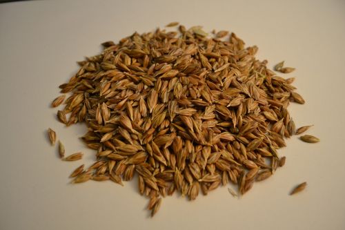 emmer wheat grains