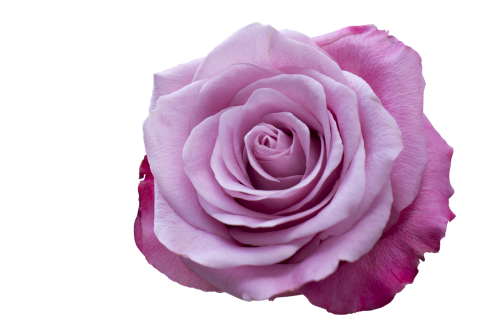 emotion roses pink purple