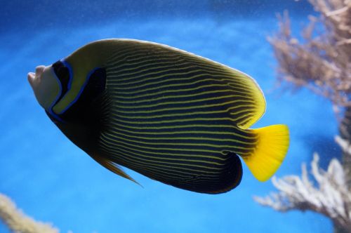 emperor angelfish angelfish fish