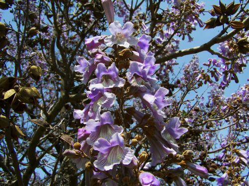 emperor flowering tree purple flowers paulownia tomentosa spring