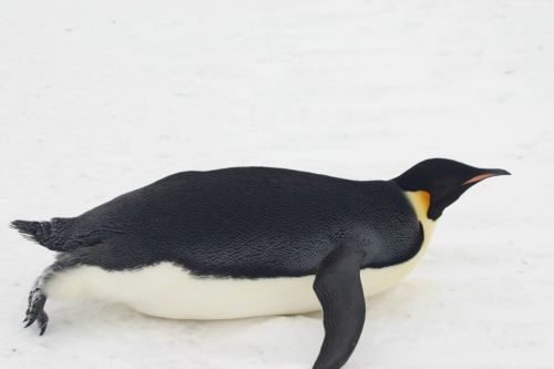 emperor penguin ice snow