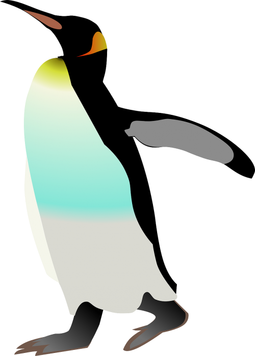 emperor penguin penguin bird