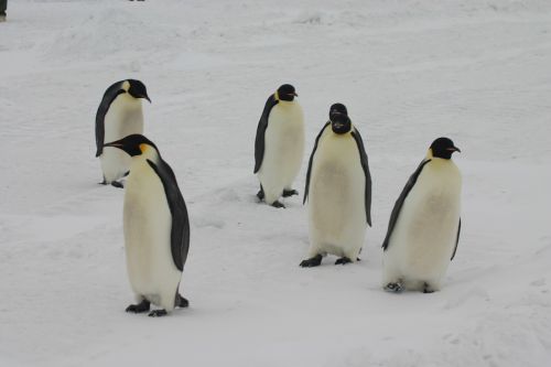 emperor penguins antarctica penguins