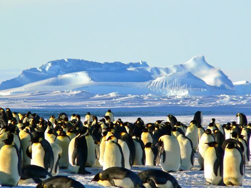 emperor penguins antarctic life