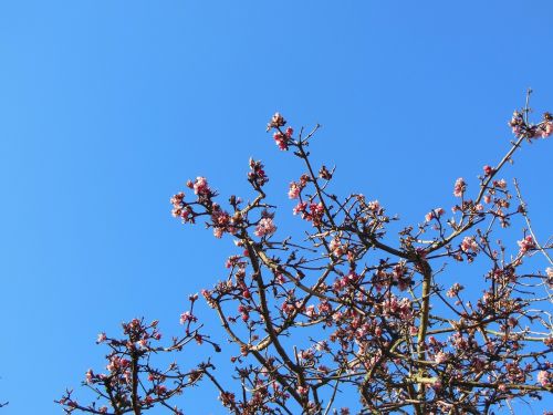 emperor shrub virburnum farreri winter flowering
