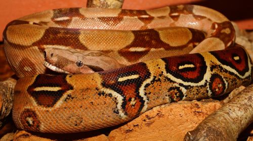 emperor snake boa snake