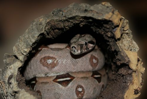 emperor snake boa snake