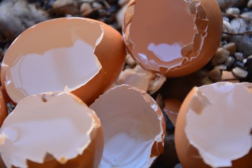 empty egg shells calium