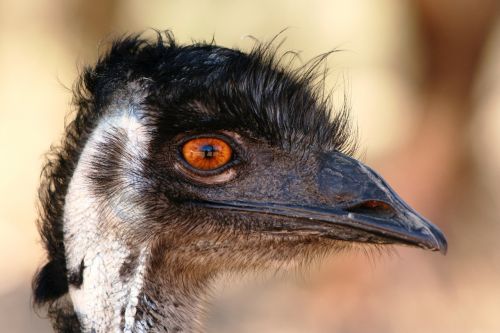 emu head beak