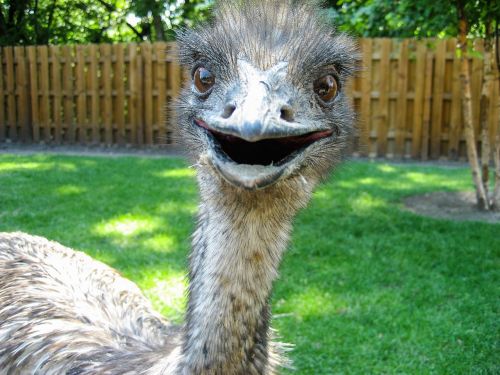 emu bird zoo