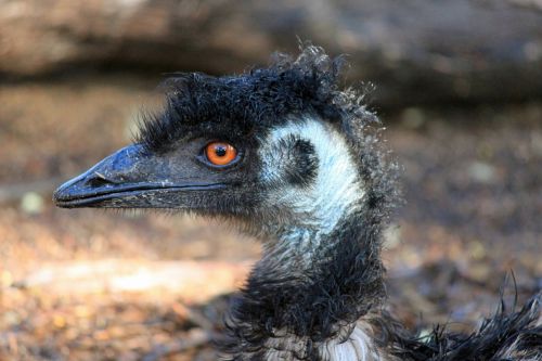 emu bill head