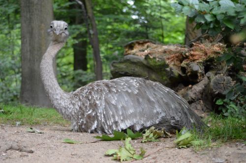 Emu