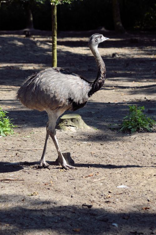 Emu