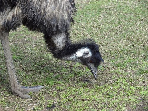 emu bird australia